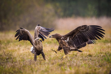The White-tailed Eagles, Haliaeetus albicilla are fighting in autumn color environment of wildlife. Also known as the Ern, Erne, Gray Eagle, Eurasian Sea Eagle. They threaten with its claws. ..