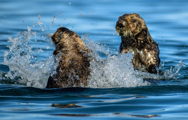 Fototapeta premium Playful Otters