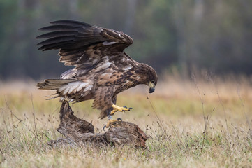 The White-tailed Eagles, Haliaeetus albicilla are fighting in autumn color environment of wildlife....
