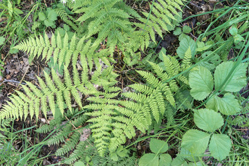 Halbinsel Lade bei Trondheim