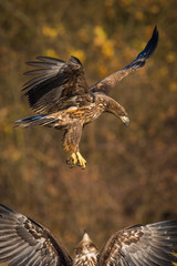 The White-tailed Eagles, Haliaeetus albicilla are fighting in autumn color environment of wildlife. Also known as the Ern, Erne, Gray Eagle, Eurasian Sea Eagle. They threaten with its claws. ..