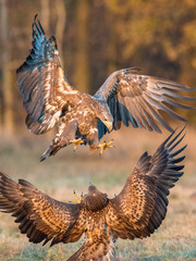 The White-tailed Eagles, Haliaeetus albicilla are fighting in autumn color environment of wildlife. Also known as the Ern, Erne, Gray Eagle, Eurasian Sea Eagle. They threaten with its claws. ..