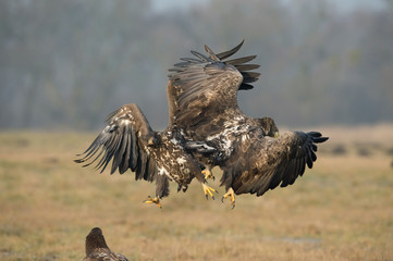 The White-tailed Eagles, Haliaeetus albicilla are fighting in autumn color environment of wildlife. Also known as the Ern, Erne, Gray Eagle, Eurasian Sea Eagle. They threaten with its claws. ..