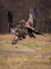 The White-tailed Eagles, Haliaeetus albicilla are fighting in autumn color environment of wildlife. Also known as the Ern, Erne, Gray Eagle, Eurasian Sea Eagle. They threaten with its claws. ..