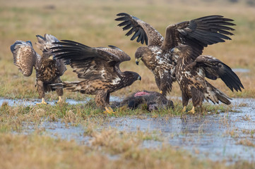 The White-tailed Eagles, Haliaeetus albicilla are fighting in autumn color environment of wildlife. Also known as the Ern, Erne, Gray Eagle, Eurasian Sea Eagle. They threaten with its claws. ..