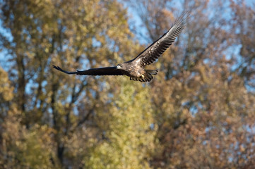 The White-tailed Eagle, Haliaeetus albicilla is flying in autumn color environment of wildlife. Also known as the Ern, Erne, Gray Eagle, Eurasian Sea Eagle. Nice autumn colorful background...