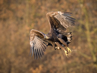 The White-tailed Eagle, Haliaeetus albicilla is flying in autumn color environment of wildlife. Also known as the Ern, Erne, Gray Eagle, Eurasian Sea Eagle. Nice autumn colorful background...