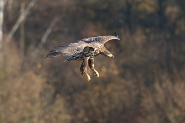 The White-tailed Eagle, Haliaeetus albicilla is flying in autumn color environment of wildlife. Also known as the Ern, Erne, Gray Eagle, Eurasian Sea Eagle. Nice autumn colorful background...
