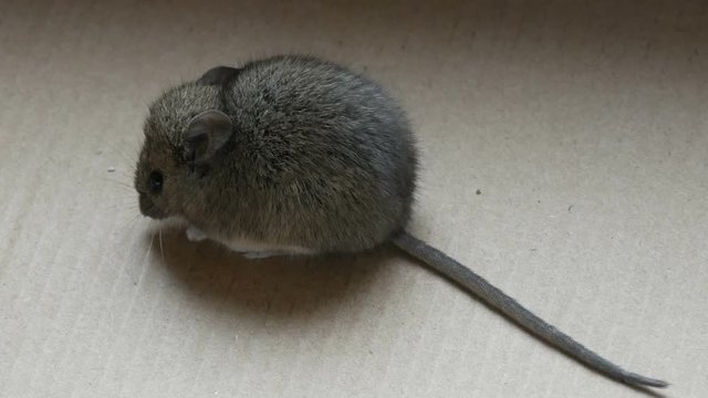 House gray mouse sits in a cardboard box