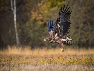 The White-tailed Eagle, Haliaeetus albicilla is flying in autumn color environment of wildlife. Also known as the Ern, Erne, Gray Eagle, Eurasian Sea Eagle. Nice autumn colorful background...