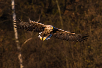 The White-tailed Eagle, Haliaeetus albicilla is flying in autumn color environment of wildlife. Also known as the Ern, Erne, Gray Eagle, Eurasian Sea Eagle. Nice autumn colorful background...