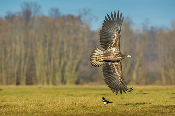 The White-tailed Eagle, Haliaeetus albicilla is flying in autumn color environment of wildlife. Also known as the Ern, Erne, Gray Eagle, Eurasian Sea Eagle. Nice autumn colorful background...
