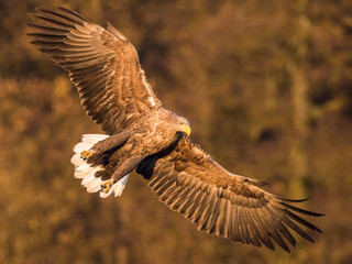 The White-tailed Eagle, Haliaeetus albicilla is flying in autumn color environment of wildlife. Also known as the Ern, Erne, Gray Eagle, Eurasian Sea Eagle. Nice autumn colorful background...