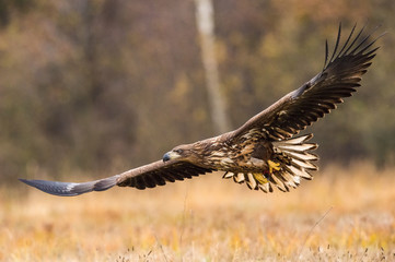 The White-tailed Eagle, Haliaeetus albicilla is flying in autumn color environment of wildlife. Also known as the Ern, Erne, Gray Eagle, Eurasian Sea Eagle. Nice autumn colorful background...