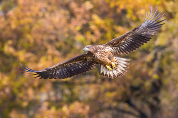 The White-tailed Eagle, Haliaeetus albicilla is flying in autumn color environment of wildlife. Also known as the Ern, Erne, Gray Eagle, Eurasian Sea Eagle. Nice autumn colorful background...