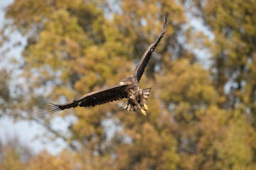 The White-tailed Eagle, Haliaeetus albicilla is flying in autumn color environment of wildlife. Also known as the Ern, Erne, Gray Eagle, Eurasian Sea Eagle. Nice autumn colorful background...