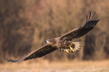 The White-tailed Eagle, Haliaeetus albicilla is flying in autumn color environment of wildlife. Also known as the Ern, Erne, Gray Eagle, Eurasian Sea Eagle. Nice autumn colorful background...