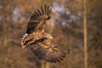 The White-tailed Eagle, Haliaeetus albicilla is flying in autumn color environment of wildlife. Also known as the Ern, Erne, Gray Eagle, Eurasian Sea Eagle. Nice autumn colorful background...