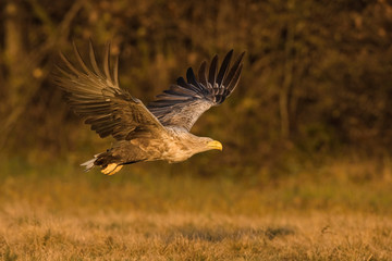 The White-tailed Eagle, Haliaeetus albicilla is flying in autumn color environment of wildlife. Also known as the Ern, Erne, Gray Eagle, Eurasian Sea Eagle. Nice autumn colorful background...