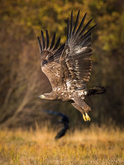 The White-tailed Eagle, Haliaeetus albicilla is flying in autumn color environment of wildlife. Also known as the Ern, Erne, Gray Eagle, Eurasian Sea Eagle. Nice autumn colorful background...