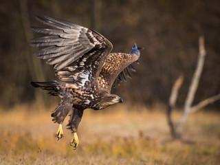 The White-tailed Eagle, Haliaeetus albicilla is flying in autumn color environment of wildlife. Also known as the Ern, Erne, Gray Eagle, Eurasian Sea Eagle. Nice autumn colorful background...