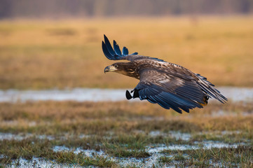 The White-tailed Eagle, Haliaeetus albicilla is flying in autumn color environment of wildlife. Also known as the Ern, Erne, Gray Eagle, Eurasian Sea Eagle. Nice autumn colorful background...
