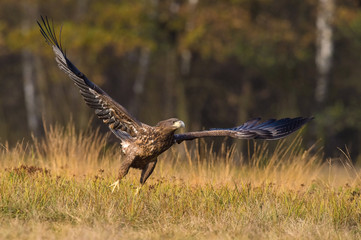 The White-tailed Eagle, Haliaeetus albicilla is flying in autumn color environment of wildlife. Also known as the Ern, Erne, Gray Eagle, Eurasian Sea Eagle. Nice autumn colorful background...