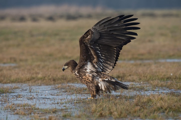 The White-tailed Eagle, Haliaeetus albicilla is flying in autumn color environment of wildlife. Also known as the Ern, Erne, Gray Eagle, Eurasian Sea Eagle. Nice autumn colorful background...