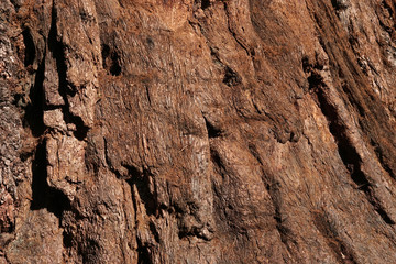 texture of bark of an old tree