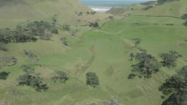 Areal footage revealing a beautiful valley near the coasts in New Zealand. A green landscape with sme cows in foot of the hills and the ocean on the horizon.  4k quality video.