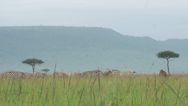 A peaceful view of a herd of zebras gathered in the tall grass eating some lucious green