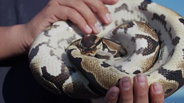Feeding the snakes