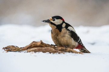 The Great Spotted Woodpecker, Dendrocopos major is sitting at the frozen snowy forest waterhole, looking for a water to dring, colorful background and nice soft light ..