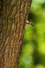 The Great Spotted Woodpecker, Dendrocopos major is feeding its chicks before they will have the first flight out. Nesting cavity is in old dry tree, green background, pretty morning and soft golden li