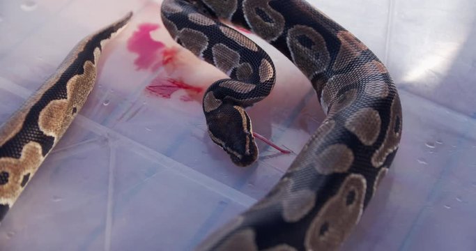 Feeding the snakes