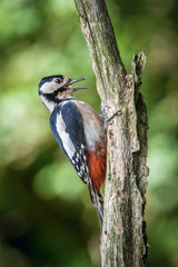 The Great Spotted Woodpecker, Dendrocopos major is sitting on the branch of tree, somewhere in the forest, colorful background and nice soft light ..