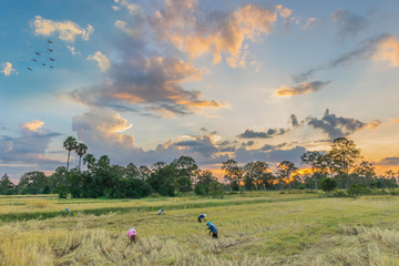 Soft focus silhouette of the sunset with ripe brown paddy rice, ancient farmer practice to harvesting brown paddy rice seed, the beautiful sky, and cloud in Thailand.