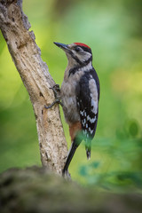 The Great Spotted Woodpecker, Dendrocopos major is sitting on the branch of tree, somewhere in the forest, colorful background and nice soft light ..