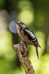 The Great Spotted Woodpecker, Dendrocopos major is sitting on the branch of tree, somewhere in the forest, colorful background and nice soft light ..