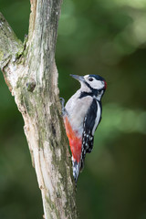 The Great Spotted Woodpecker, Dendrocopos major is sitting on the branch of tree, somewhere in the forest, colorful background and nice soft light ..