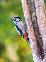 The Great Spotted Woodpecker, Dendrocopos major is sitting on the branch of tree, somewhere in the forest, colorful background and nice soft light ..