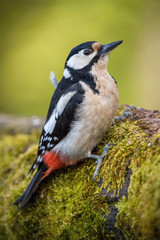 The Great Spotted Woodpecker, Dendrocopos major is sitting on the branch of tree, somewhere in the forest, colorful background and nice soft light ..