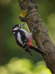 The Great Spotted Woodpecker, Dendrocopos major is sitting on the branch of tree, somewhere in the forest, colorful background and nice soft light ..