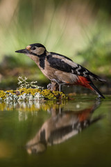 The Great Spotted Woodpecker, Dendrocopos major is sitting at the forest waterhole, reflecting in the  surface, preparing for the bath, colorful background and nice soft light