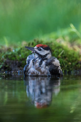 The Great Spotted Woodpecker, Dendrocopos major is sitting at the forest waterhole, reflecting in the  surface, preparing for the bath, colorful background and nice soft light