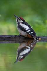 The Great Spotted Woodpecker, Dendrocopos major is sitting at the forest waterhole, reflecting in the  surface, preparing for the bath, colorful background and nice soft light