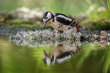 The Great Spotted Woodpecker, Dendrocopos major is sitting at the forest waterhole, reflecting in the  surface, preparing for the bath, colorful background and nice soft light