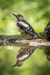 The Great Spotted Woodpecker, Dendrocopos major is sitting at the forest waterhole, reflecting in the  surface, preparing for the bath, colorful background and nice soft light