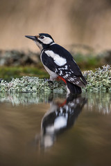 Obraz premium The Great Spotted Woodpecker, Dendrocopos major is sitting at the forest waterhole, reflecting in the surface, preparing for the bath, colorful background and nice soft light