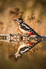 The Great Spotted Woodpecker, Dendrocopos major is sitting at the forest waterhole, reflecting in the  surface, preparing for the bath, colorful background and nice soft light